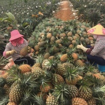 海南菠萝，广东菠萝，金菠萝，香水菠萝可供各大市场大量现货