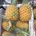 海南菠萝，广东菠萝，金菠萝，香水菠萝可供各大市场大量现货