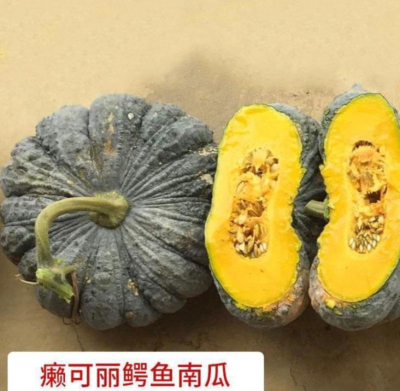 红栗南瓜苗癞可丽鳄鱼金丝绞瓜苗金丝搅瓜苗免费技术指导