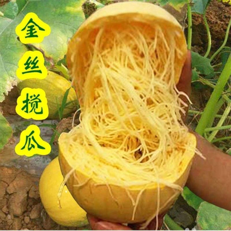 红栗南瓜苗癞可丽鳄鱼金丝绞瓜苗金丝搅瓜苗免费技术指导