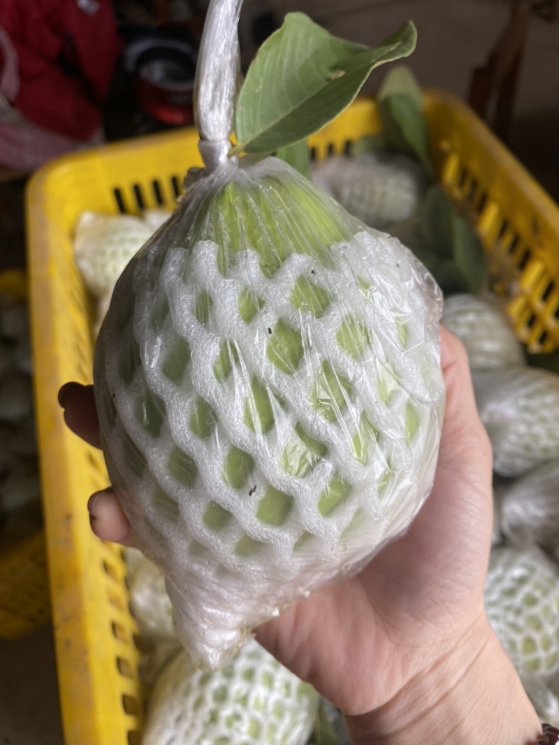 广西产地白心番石榴