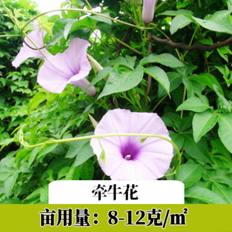 葛藤种子灌木草籽护坡牵牛花边坡绿化矿山复绿爬藤植物种籽
