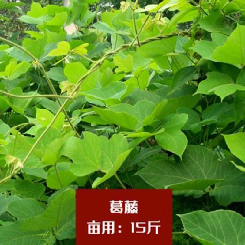 葛藤种子灌木草籽护坡牵牛花边坡绿化矿山复绿爬藤植物种籽