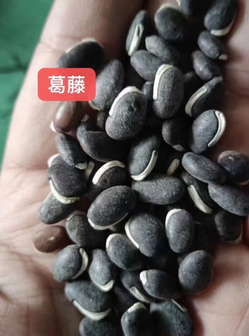 葛藤种子灌木草籽护坡牵牛花边坡绿化矿山复绿爬藤植物种籽