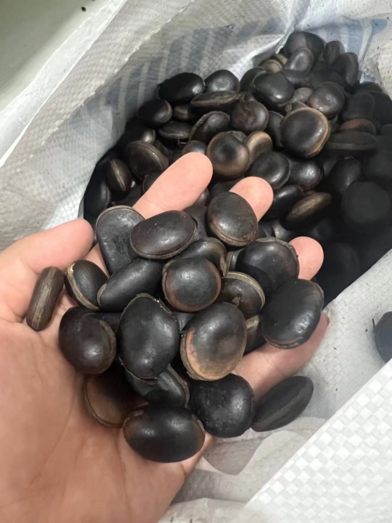 葛藤种子灌木草籽护坡牵牛花边坡绿化矿山复绿爬藤植物种籽