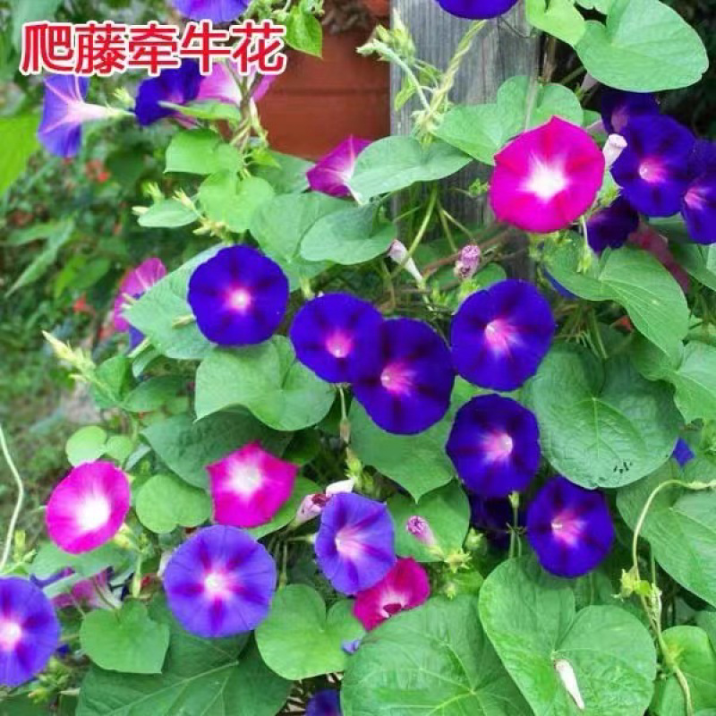 葛藤种子灌木草籽护坡牵牛花边坡绿化矿山复绿爬藤植物种籽