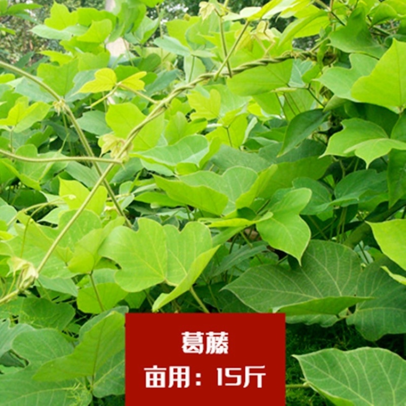 葛藤种子灌木草籽护坡牵牛花边坡绿化矿山复绿爬藤植物种籽