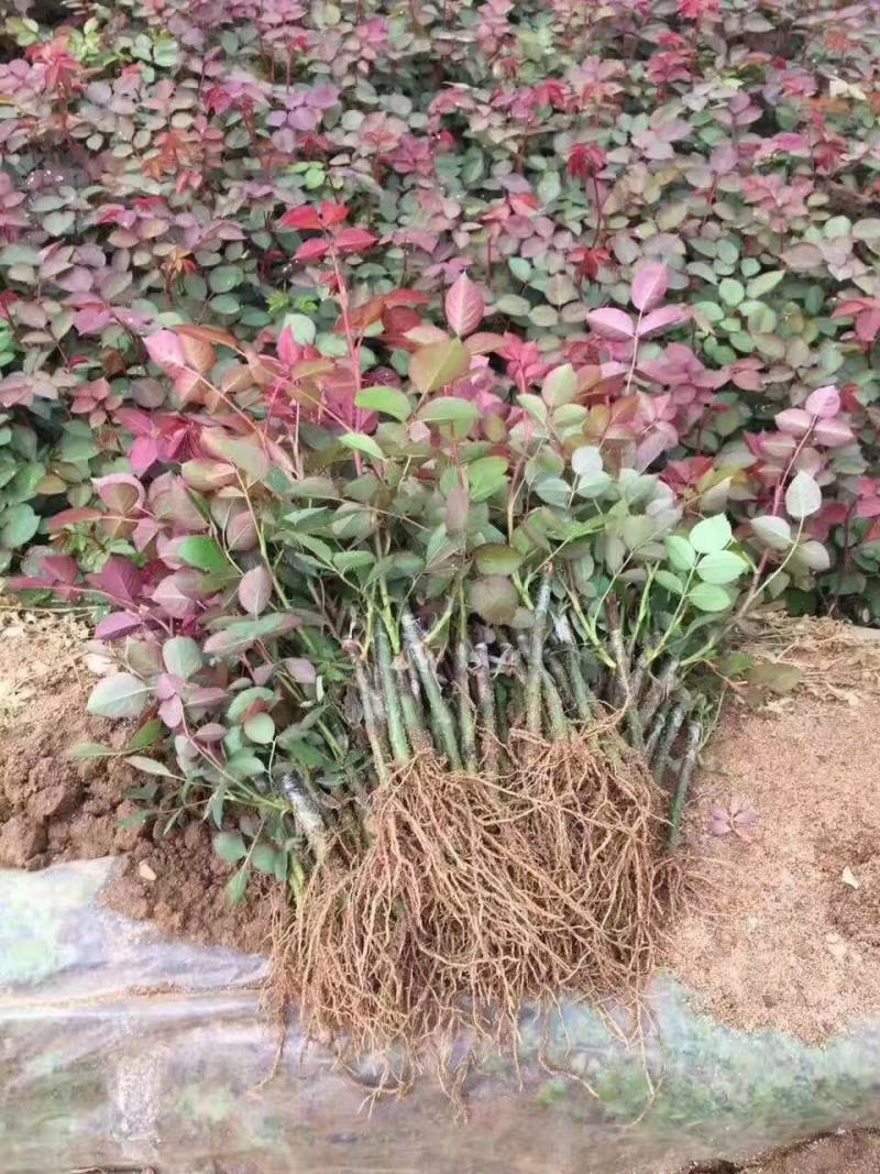 月季小苗裸根