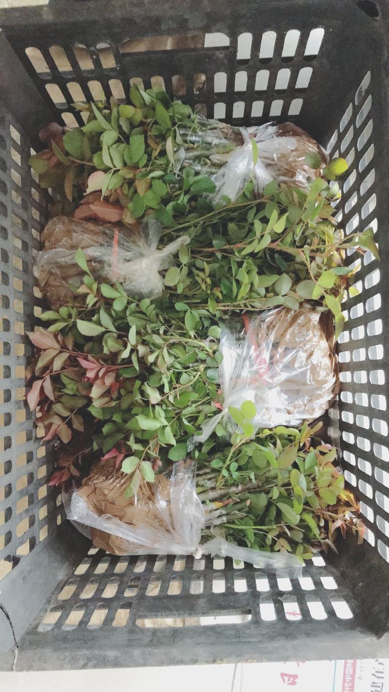 月季小苗裸根