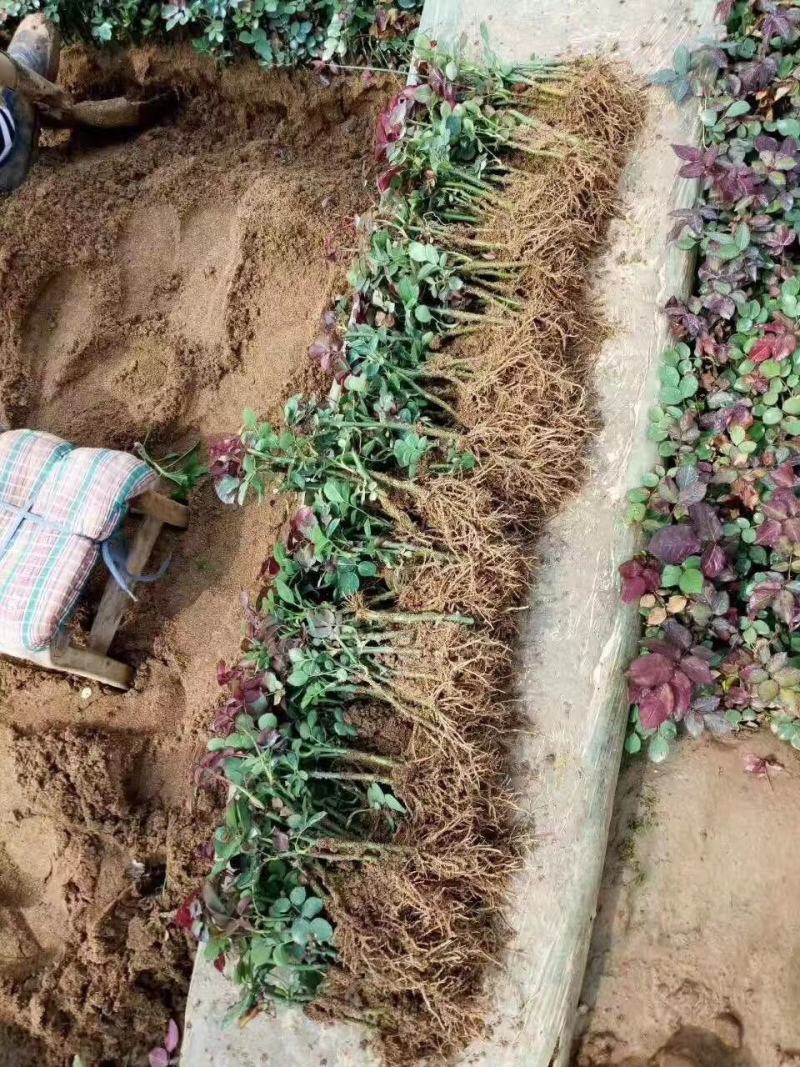 月季小苗裸根