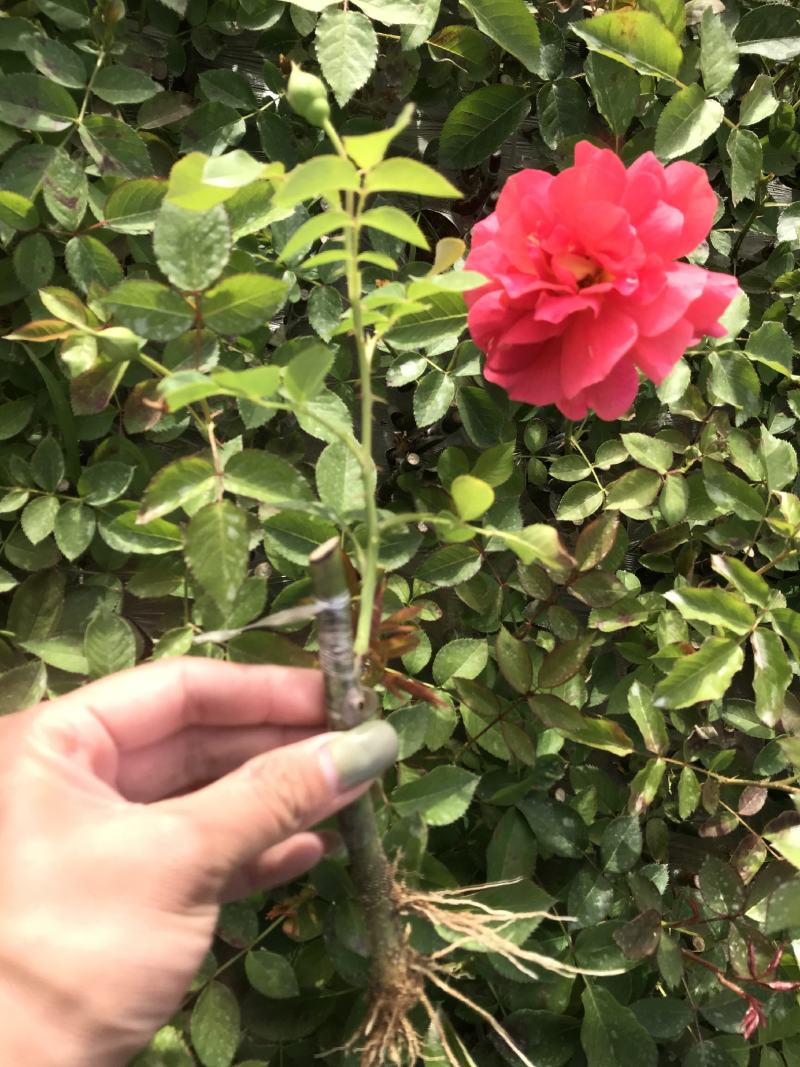 月季小苗裸根