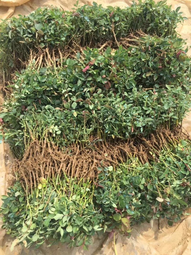 月季小苗裸根