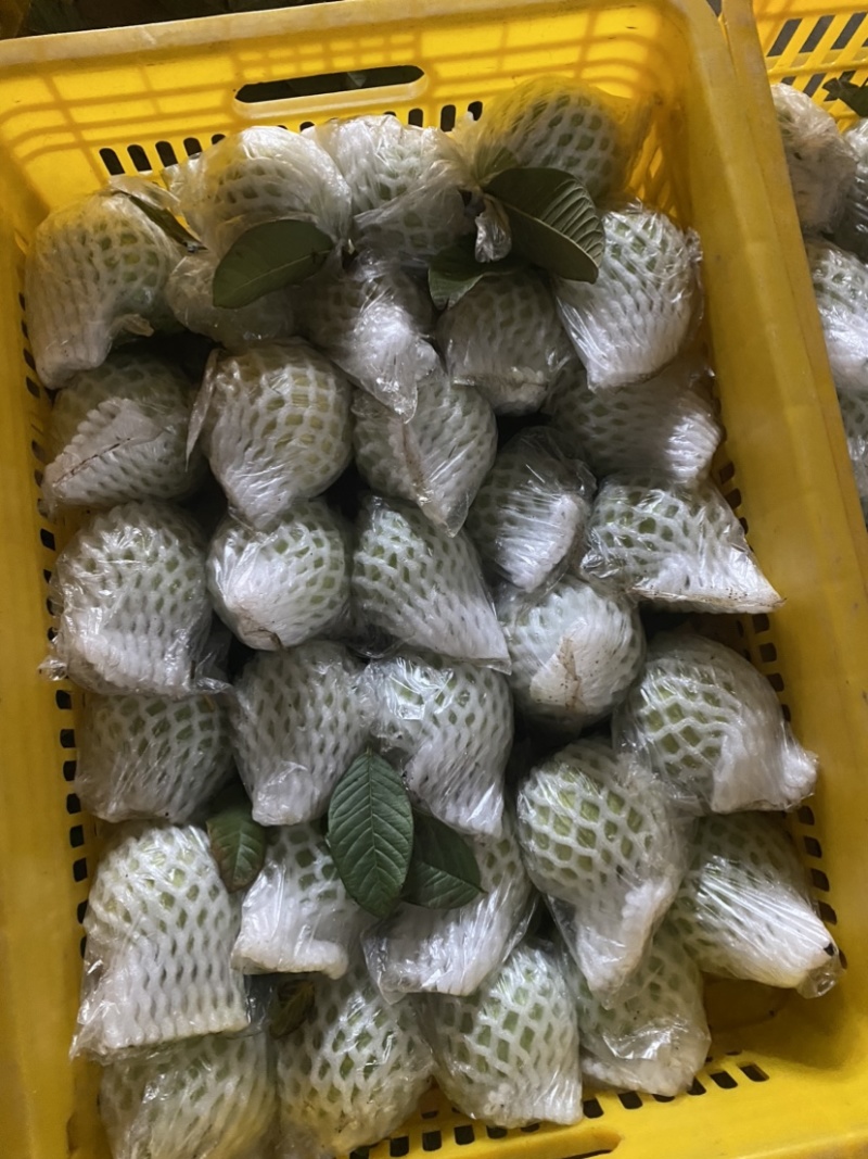 广西产地白心番石榴