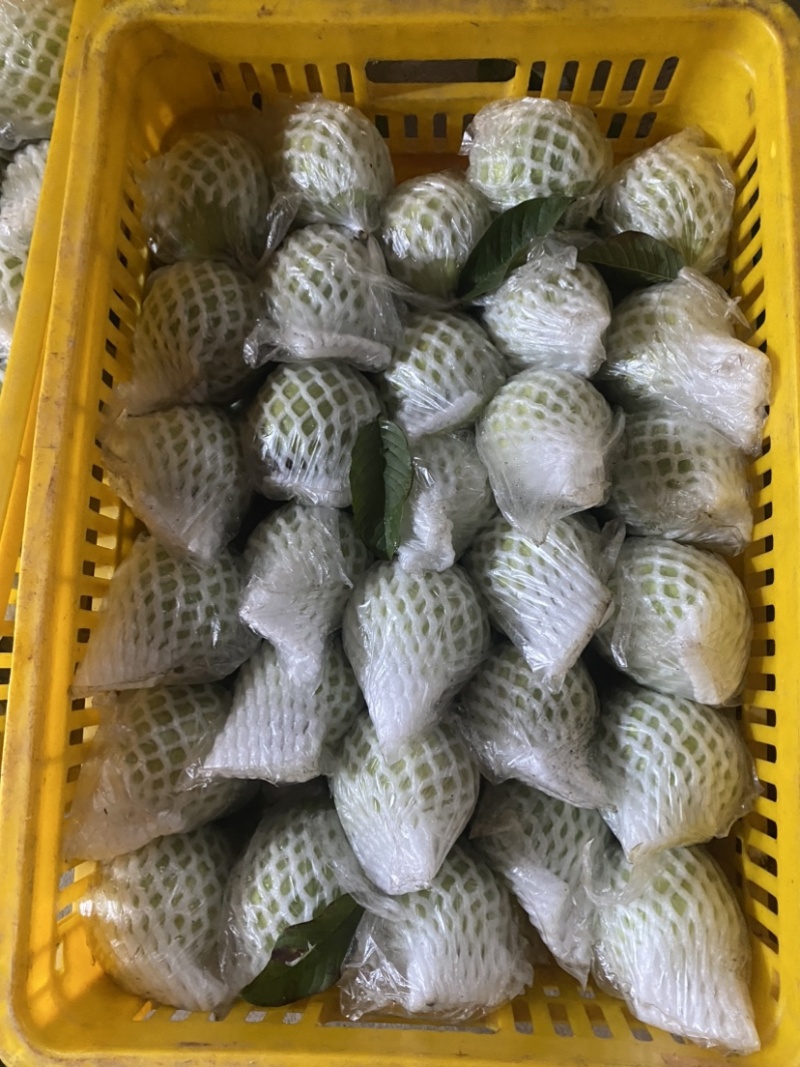 广西产地白心番石榴