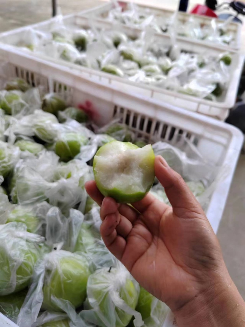 福建精品青枣，牛奶枣，蜜枣，大量供应……
