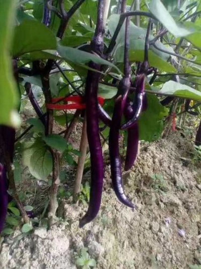 线茄苗量大从优保质保量可实地考察量大从优欢迎采购