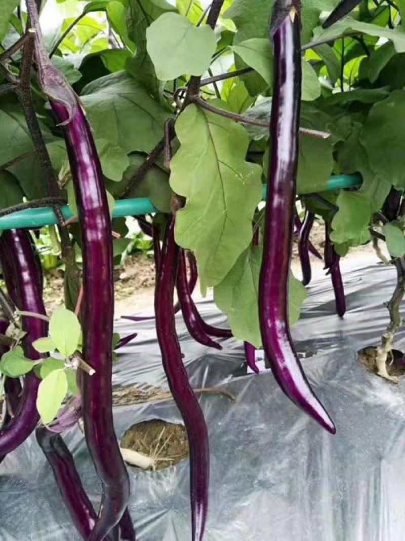 线茄苗量大从优保质保量可实地考察量大从优欢迎采购