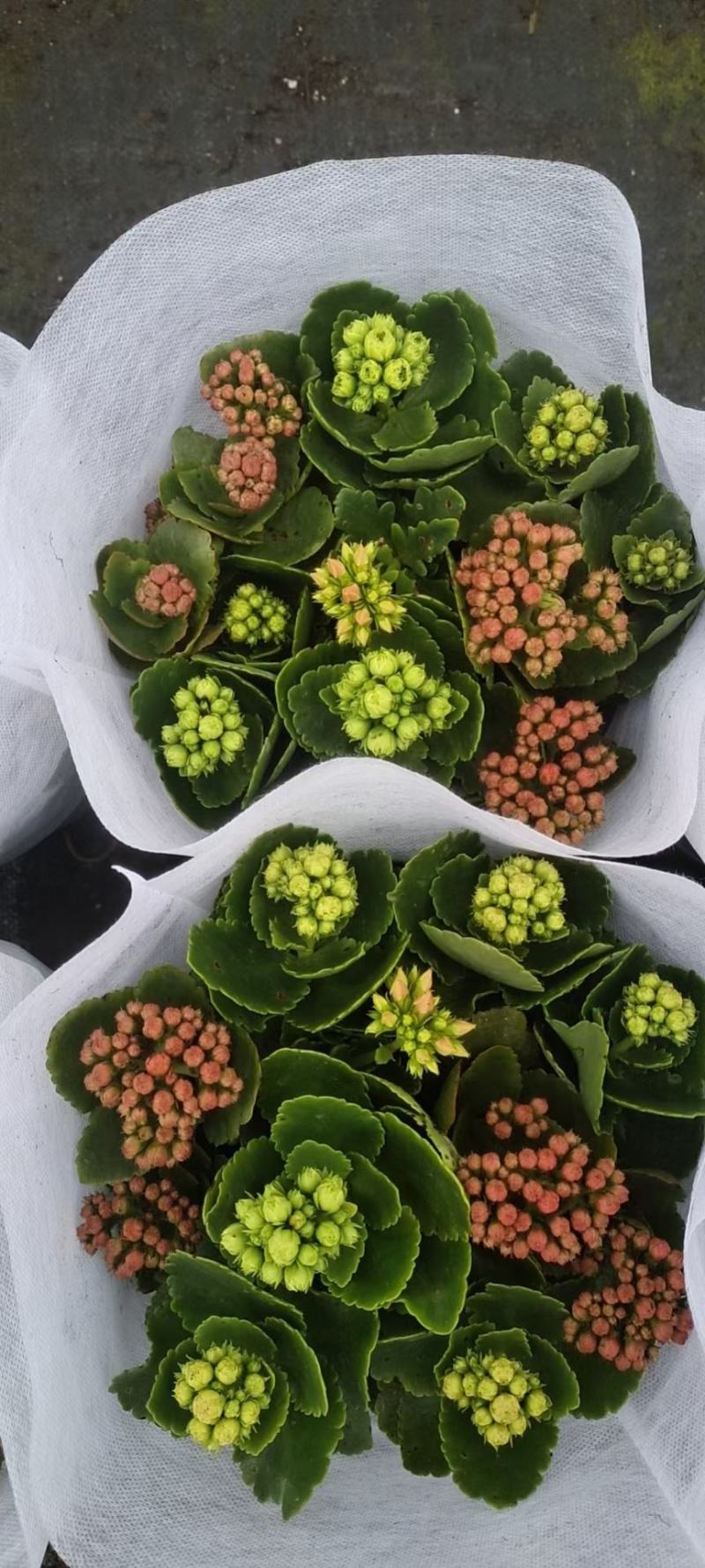 精品长寿花大量上市，基地批发，欢迎各位老板选购