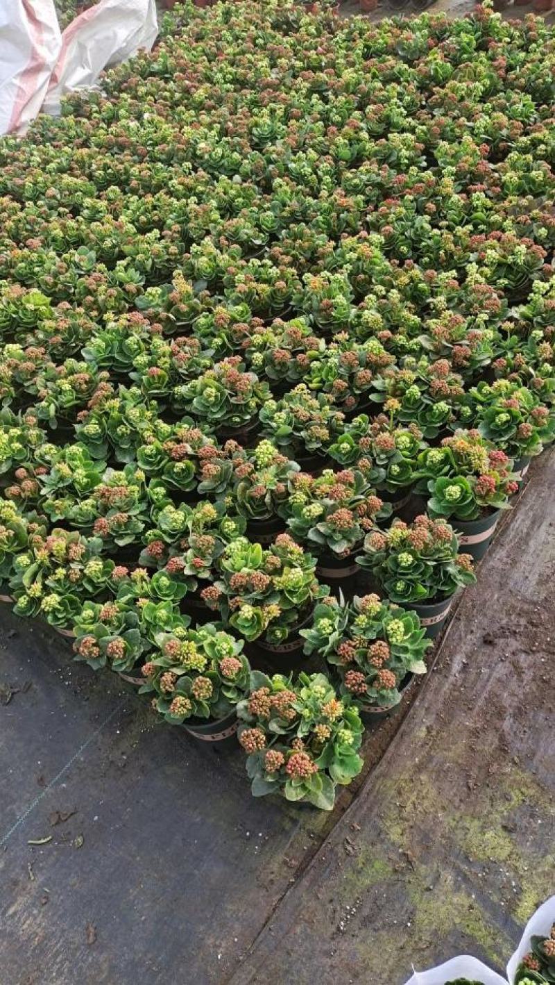 精品长寿花大量上市，基地批发，欢迎各位老板选购