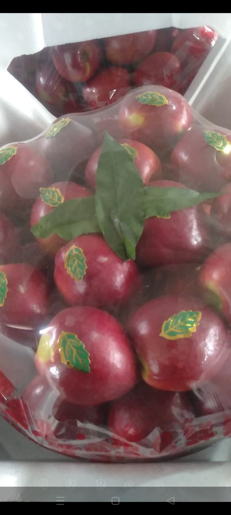油桃