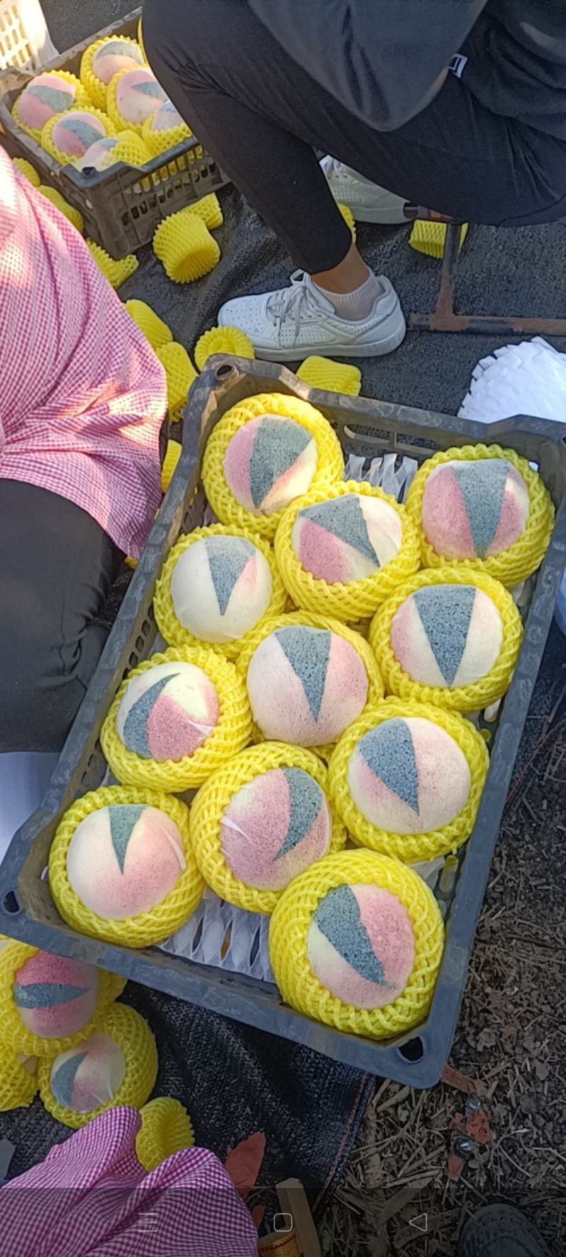 桃