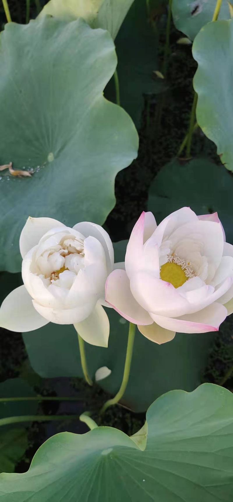 荷花苗，大量出售有需要的老板联系