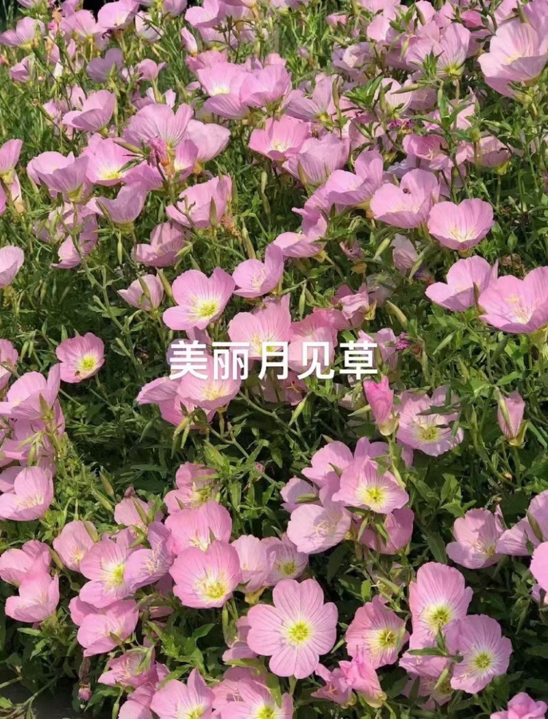 美丽月见草花种籽子多年生宿根易活四季播种开花庭院盆栽耐寒