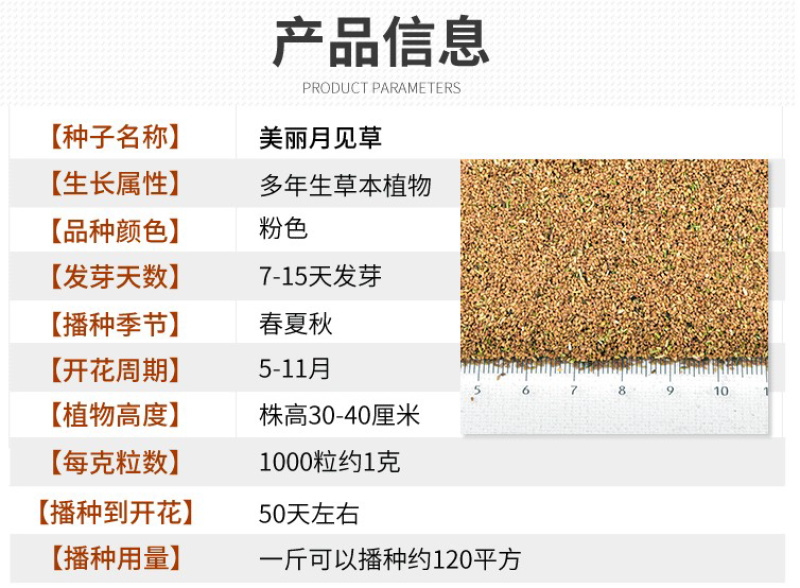 美丽月见草花种籽子多年生宿根易活四季播种开花庭院盆栽耐寒