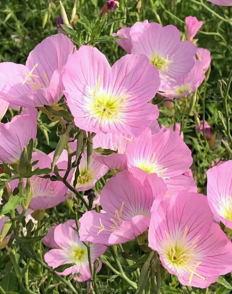 美丽月见草花种籽子多年生宿根易活四季播种开花庭院盆栽耐寒