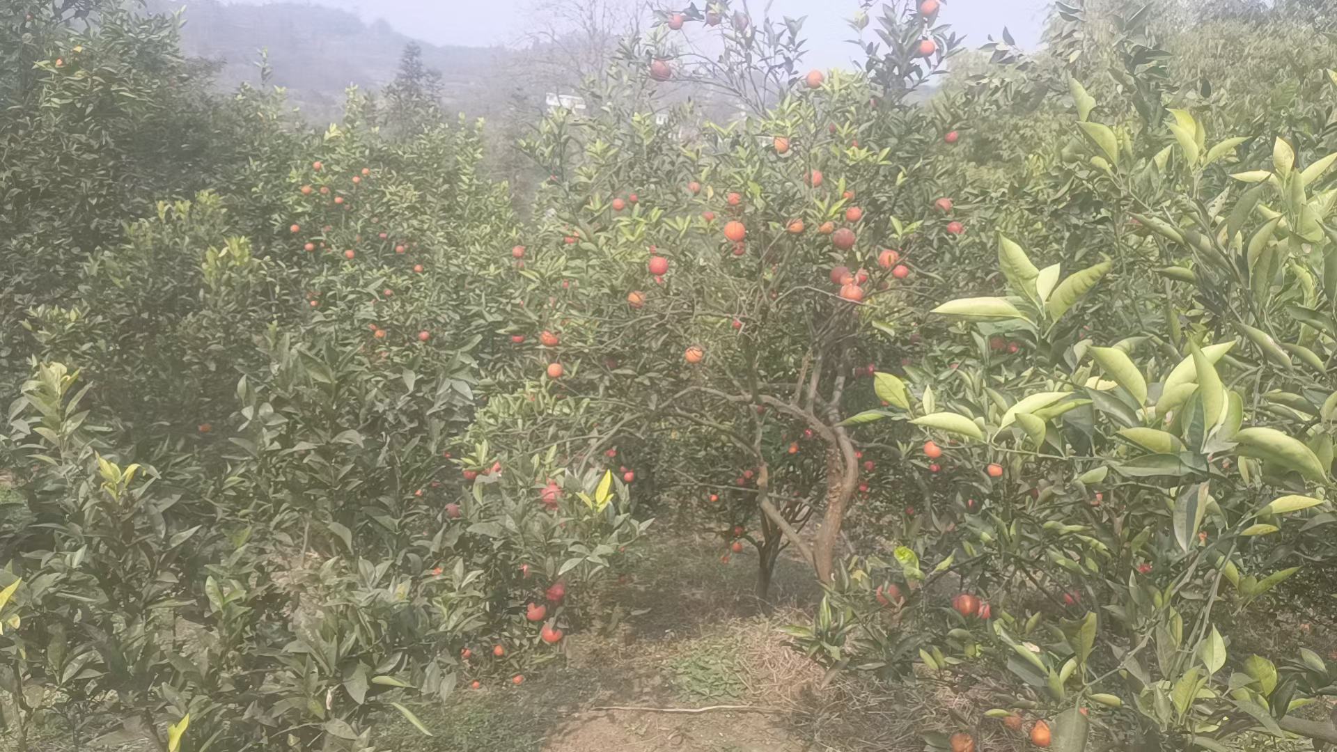 展示夏熟黄甘橙在果园中的种植场景,果树整齐排列,果实挂满枝头,背景为阳光明媚的田园风光 夏熟黄甘橙果园种植场景