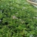 芝樱花苗丛生福禄考芝樱花海工程苗大量有货基地直发