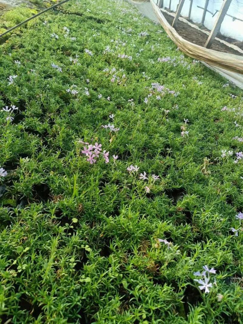 芝樱花苗丛生福禄考芝樱花海工程苗大量有货基地直发