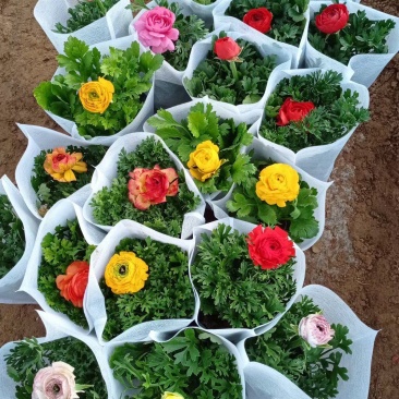 芹叶牡丹盆栽苗子扎实花大骨朵多基地现货次日发