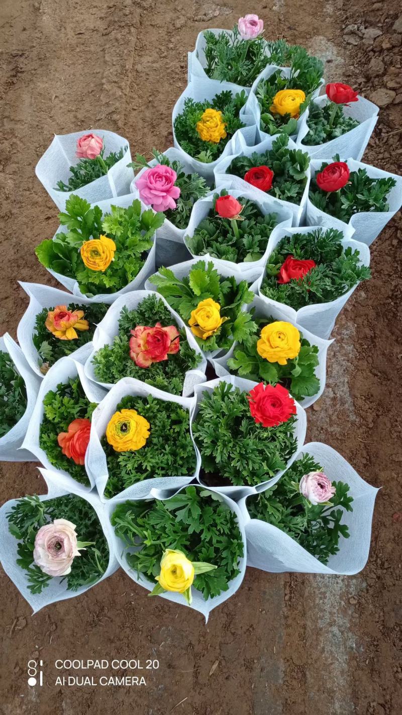 芹叶牡丹盆栽苗子扎实花大骨朵多基地现货次日发