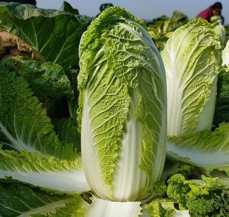 大娃娃菜苗小娃娃菜苗黄心娃娃菜苗免费技术指导包回收