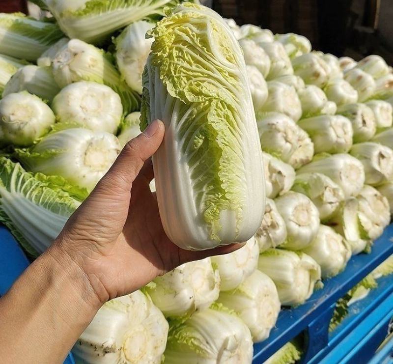 大娃娃菜苗小娃娃菜苗黄心娃娃菜苗免费技术指导包回收