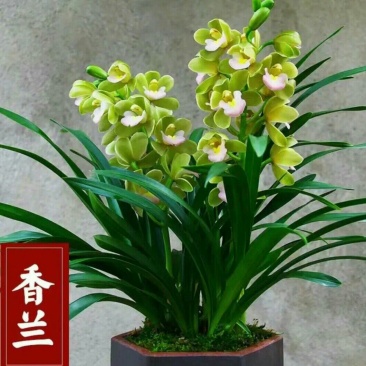 [带花剑]香兰清香型盆栽室内花卉绿植好养