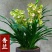 [带花剑]香兰清香型盆栽室内花卉绿植好养