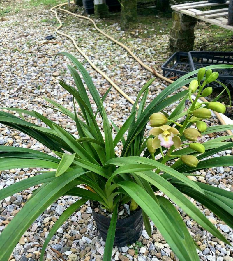 [带花剑]香兰清香型盆栽室内花卉绿植好养