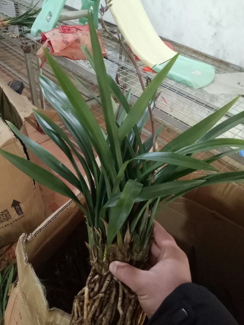 [带花剑]香兰清香型盆栽室内花卉绿植好养