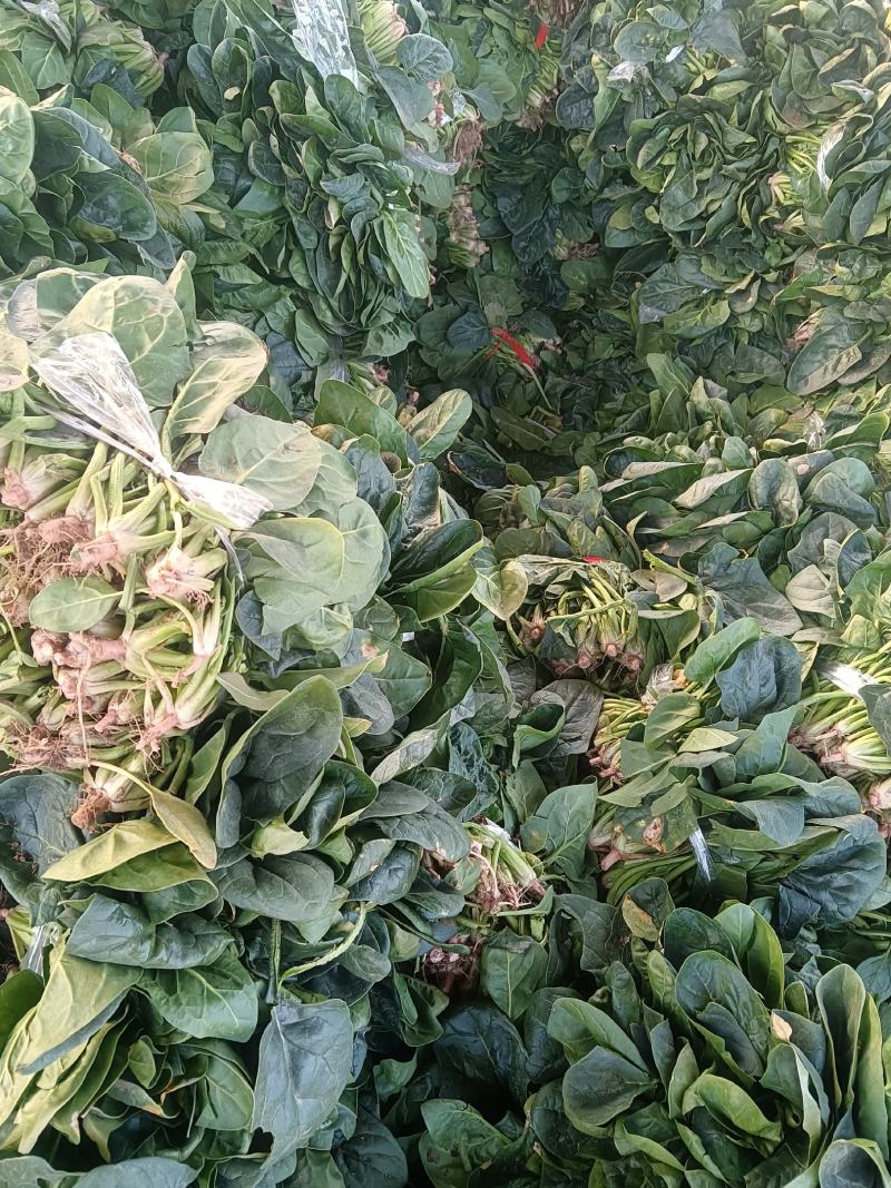 河南大叶菠菜大量有货，电商市场商超打捆装箱装车，欢迎选