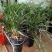 春兰清香型盆栽室内花卉绿植好养[包邮]