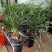 春兰清香型盆栽室内花卉绿植好养[包邮]