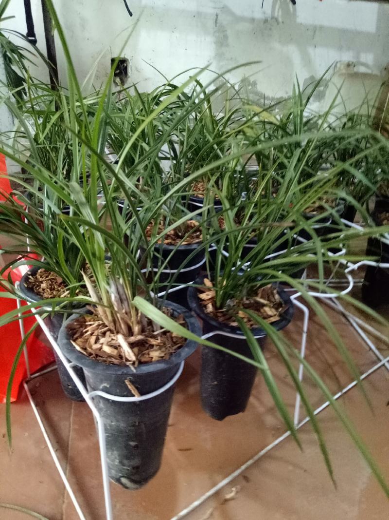 春兰清香型盆栽室内花卉绿植好养[包邮]