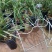 春兰清香型盆栽室内花卉绿植好养[包邮]