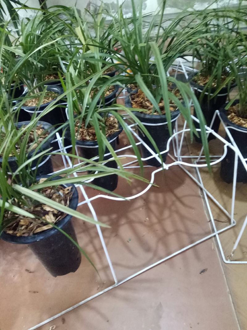 春兰清香型盆栽室内花卉绿植好养[包邮]