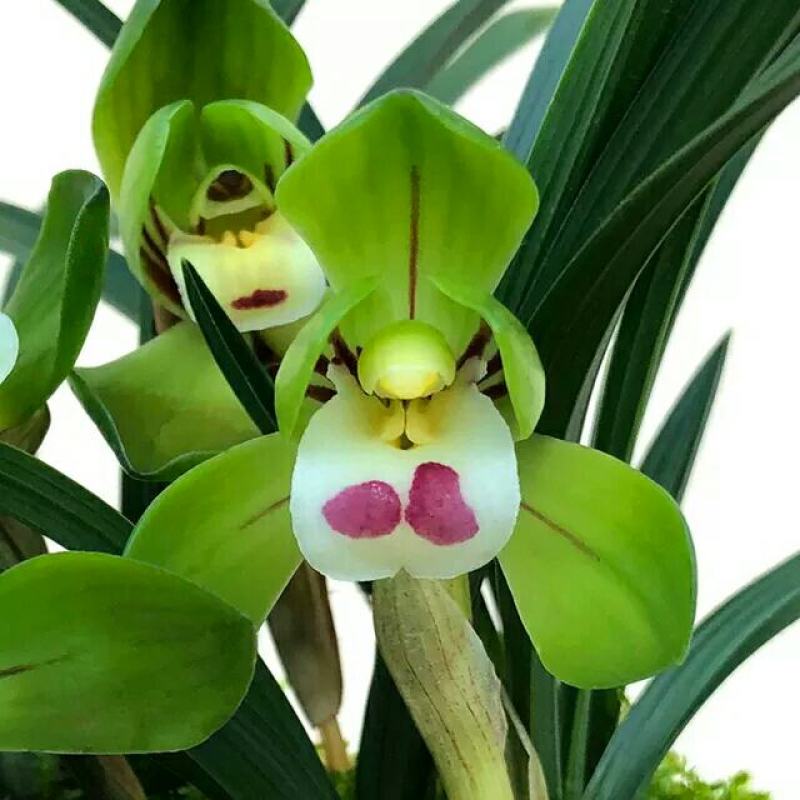 春兰清香型盆栽室内花卉绿植好养[包邮]