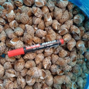 花螺，货源稳定，有需要的老板电话联系