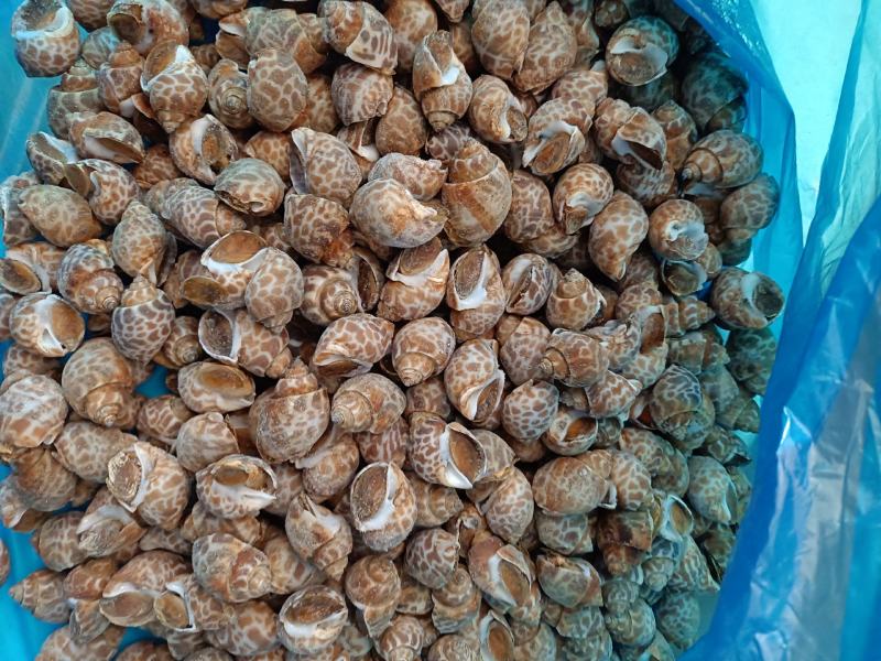 花螺，货源稳定，有需要的老板电话联系