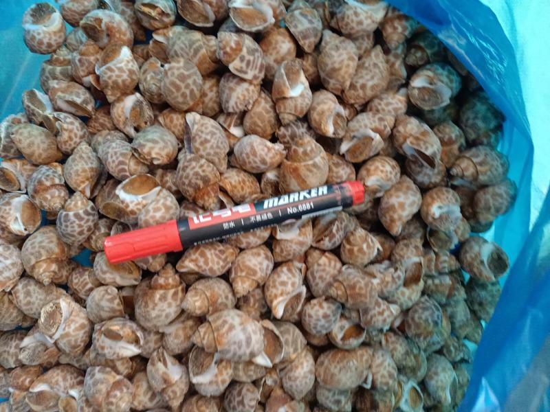 花螺，货源稳定，有需要的老板电话联系